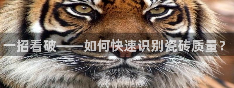 和记黄埔上海官网